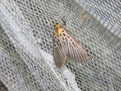 Tyspanodes hypsalis