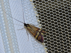 Nemophora amatella