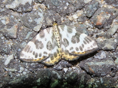 Gandaritis whitelyi