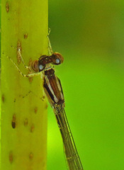 Enallagma geminatum