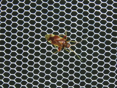 Castanopsides potanini