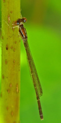 Enallagma geminatum