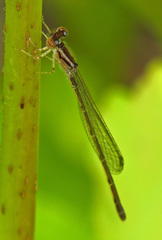 Enallagma geminatum