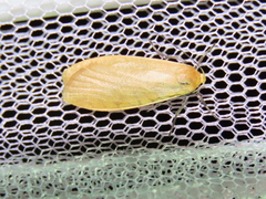 Eilema sororcula