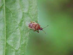 Kleidocerys resedae resedae