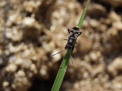 Scudderocoris albomarginatus