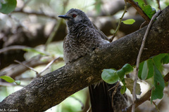 Turdoides leucopygia
