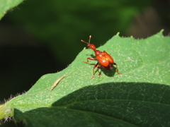 Leptapoderus rubidus