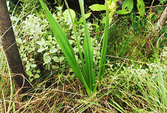 Hypoxis rigidula