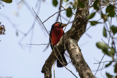 Lybius bidentatus