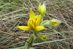 Hypoxis rigidula
