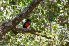 Lybius bidentatus
