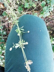 Galium aparine
