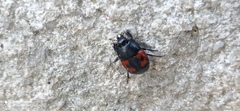 Hister quadrimaculatus