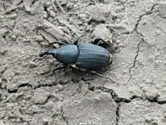 Sphenophorus striatopunctatus