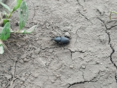 Sphenophorus striatopunctatus