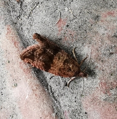 Syricoris