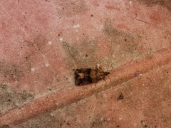Syricoris
