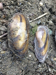 Unio elongatulus