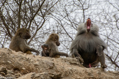 Papio hamadryas