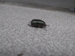 Paranomala cincta