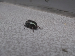 Paranomala cincta