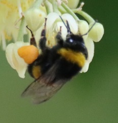 Bombus terrestris dalmatinus
