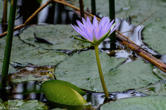 Nymphaea nouchali caerulea