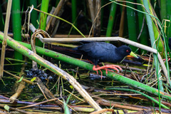 Zapornia flavirostra