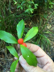 Alyxia ruscifolia