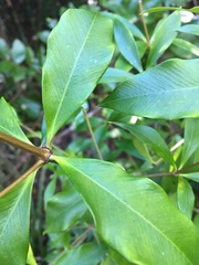 Alyxia ruscifolia