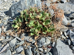 Micranthes punctata