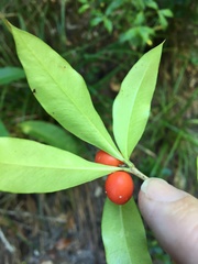 Alyxia ruscifolia