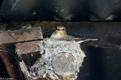 Bradornis microrhynchus