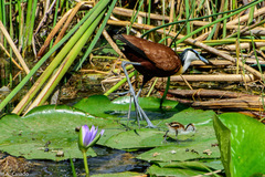 Actophilornis africanus