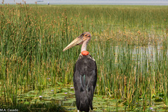 Leptoptilos crumenifer