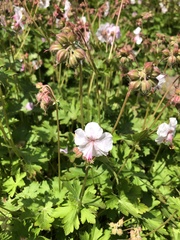 Geranium phaeum