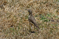 Turdus simensis