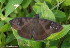 Ephyriades arcas