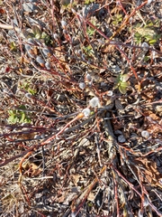 Salix saxatilis