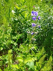 Polemonium caeruleum