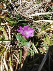 Primula integrifolia
