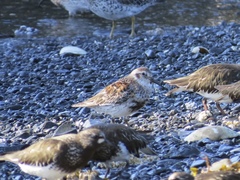Calidris ptilocnemis
