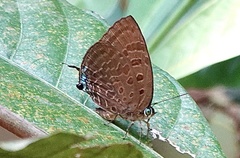 Arhopala silhetensis