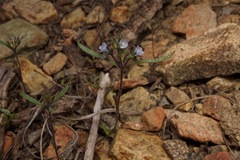 Phacelia leonis