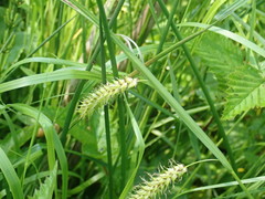 Carex pseudocyperus