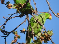 Amazona viridigenalis