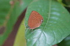 Arhopala epimuta