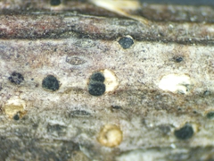 Trullula olivascens