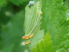 Triphragmium ulmariae
